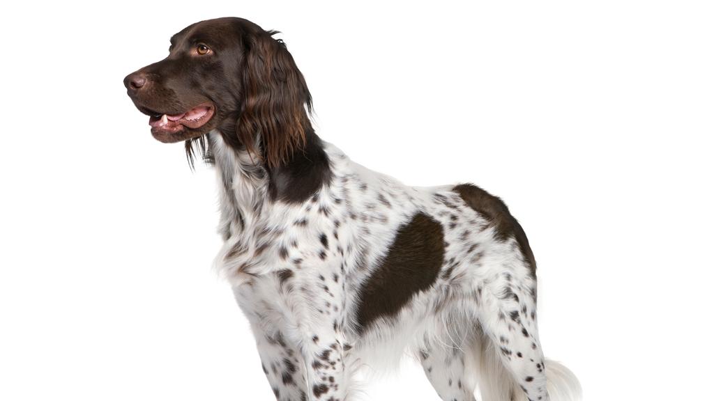 Basic Information icon