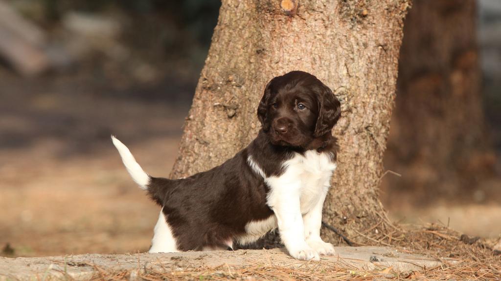 Exercise & Activity Needs icon