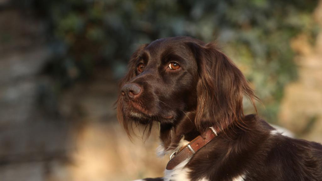 Grooming & Health icon