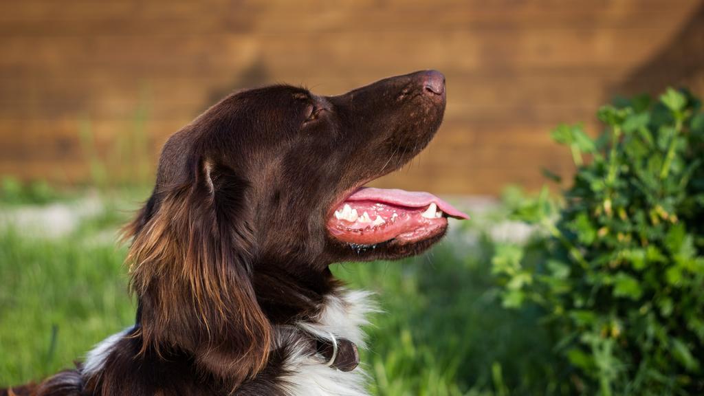 Small Munsterlander Pointer