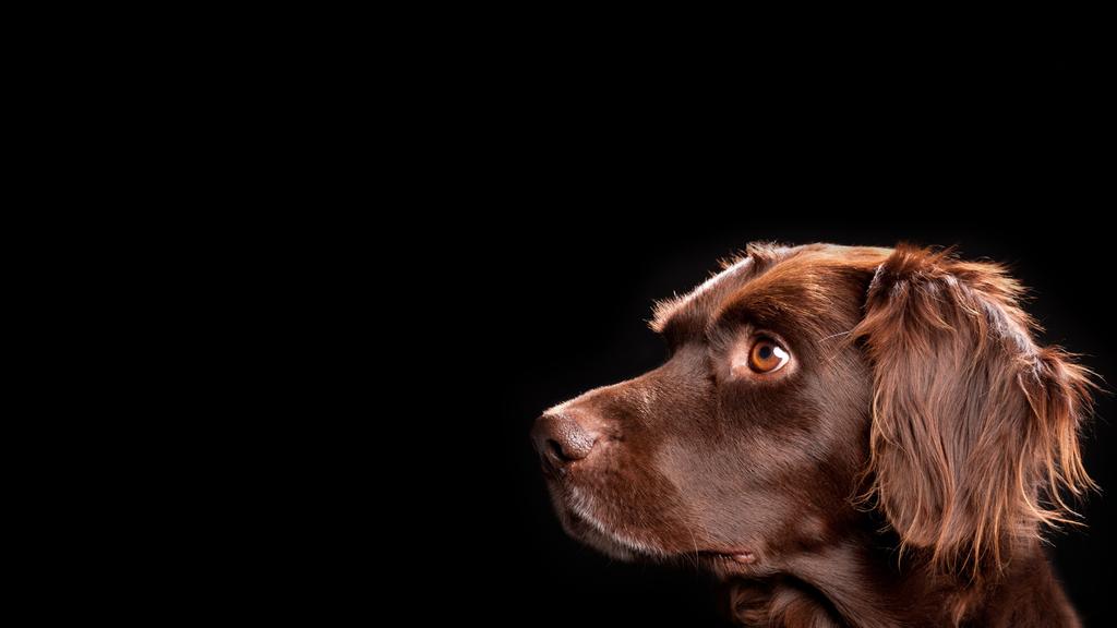 Small Munsterlander Pointer