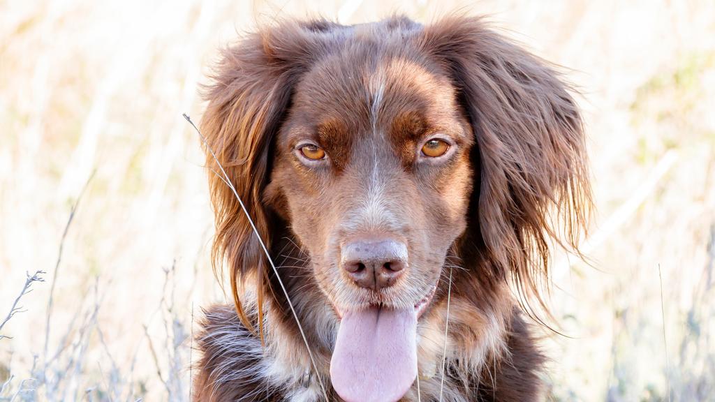 Small Munsterlander Pointer