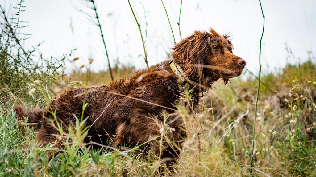 Small Munsterlander Pointer