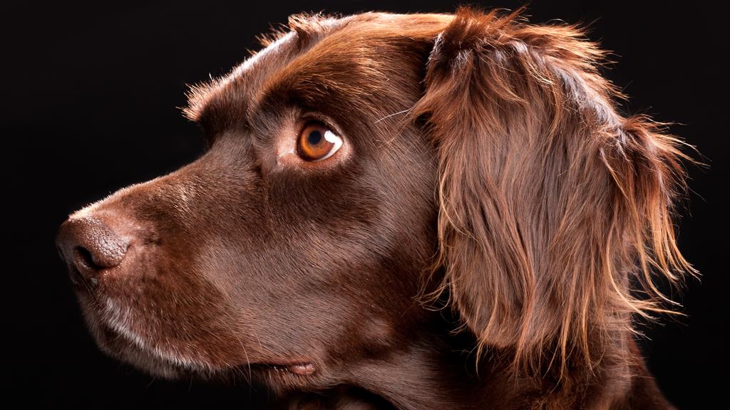 Living Environment Adaptability icon