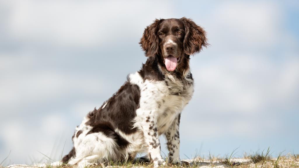 Adoption vs. Breeder Considerations icon
