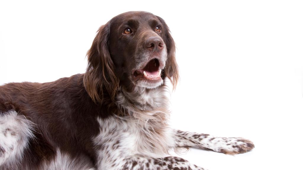 Small Munsterlander Pointer