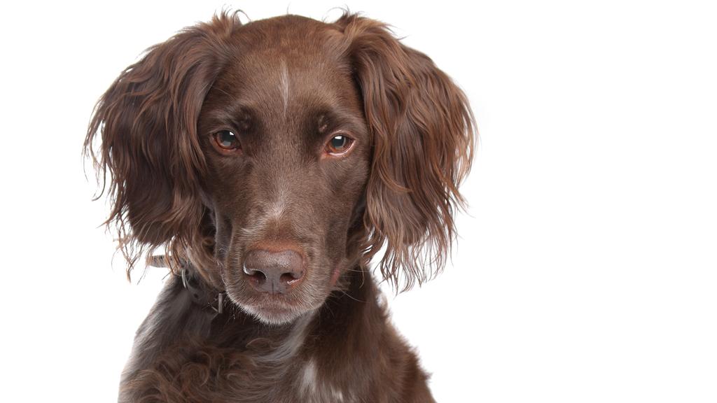 Small Munsterlander Pointer