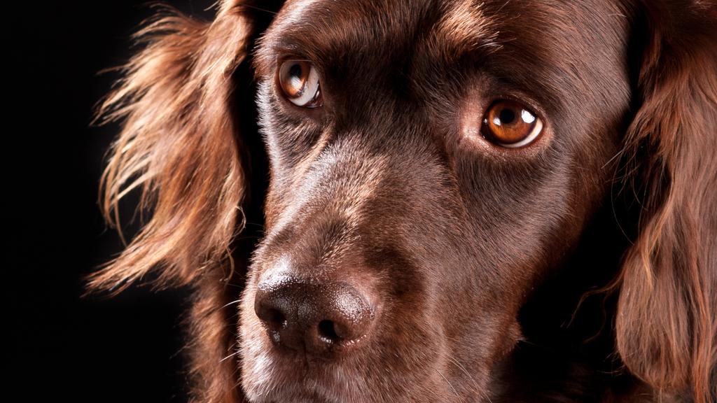 Small Munsterlander Pointer