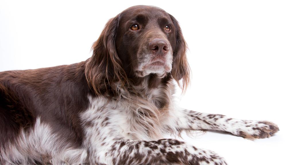 Temperament & Behavior icon