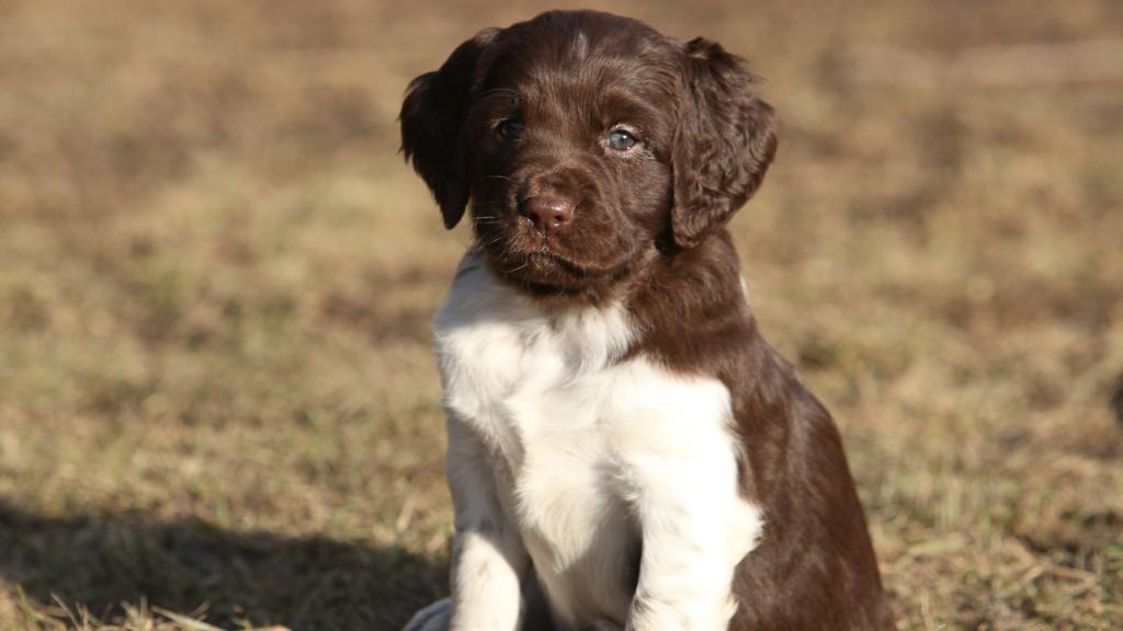 Small Munsterlander Pointer