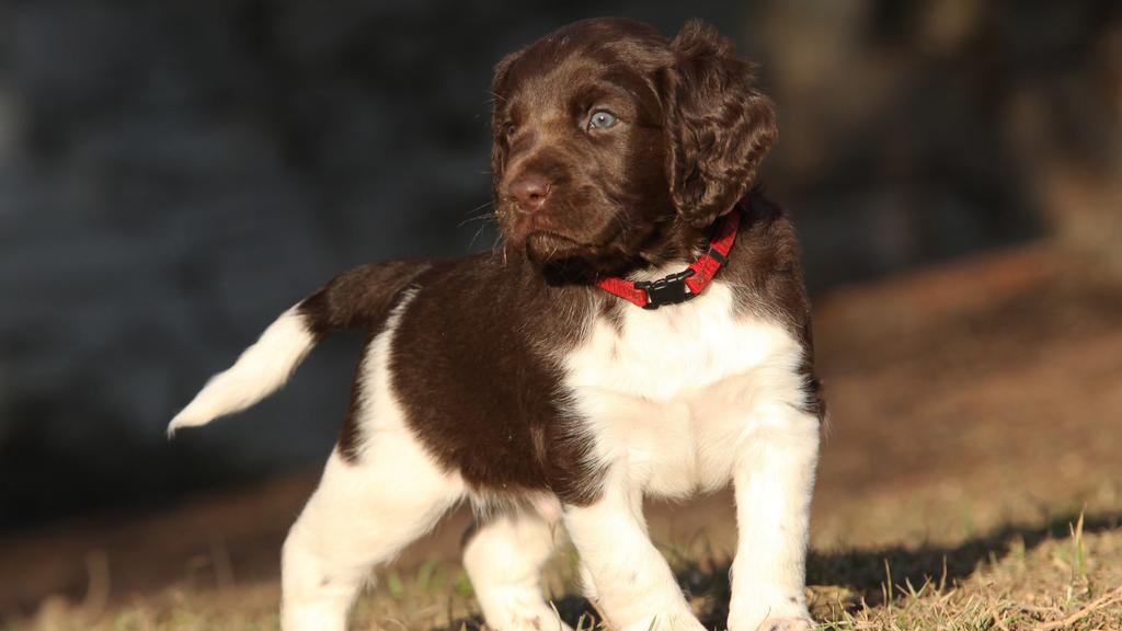 Small Munsterlander Pointer