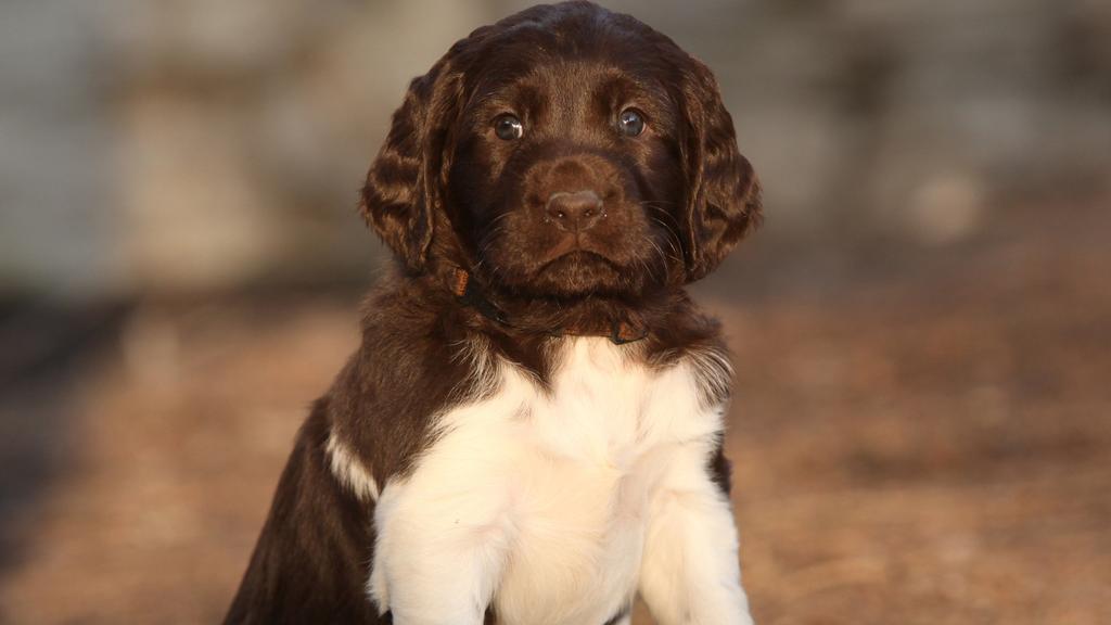 Small Munsterlander Pointer