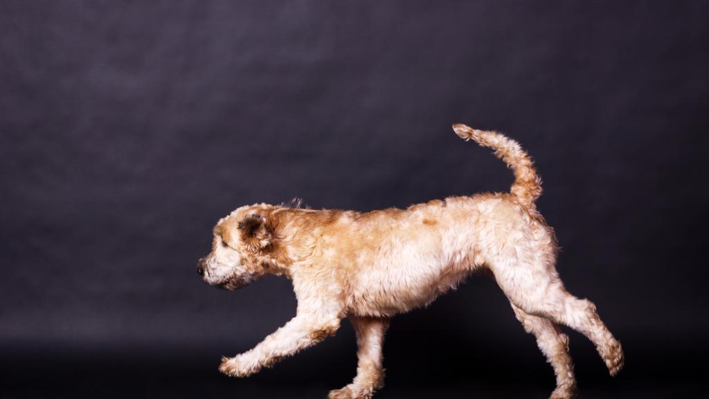 Soft Coated Wheaten Terrier