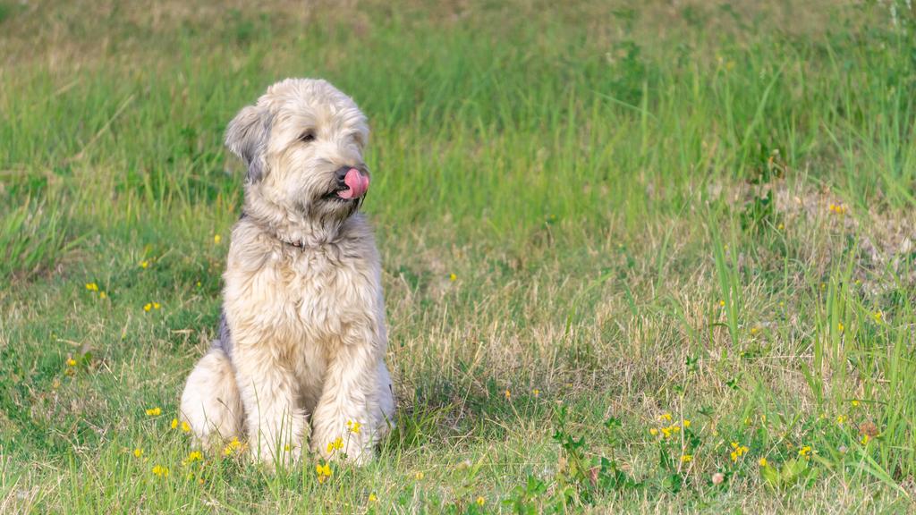 Soft Coated Wheaten Terrier