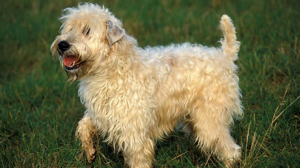 Soft Coated Wheaten Terrier