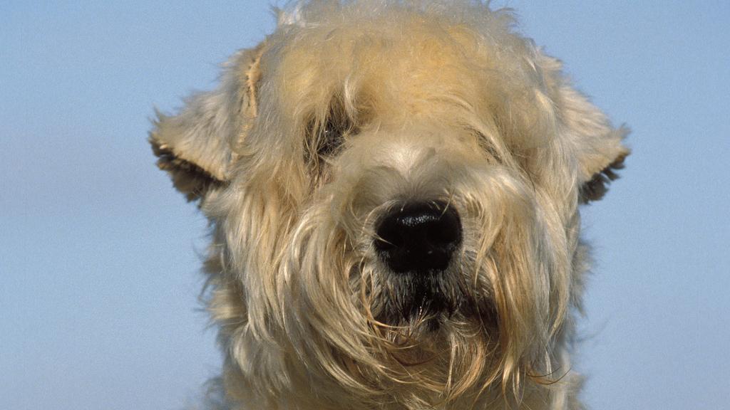 Grooming & Health icon