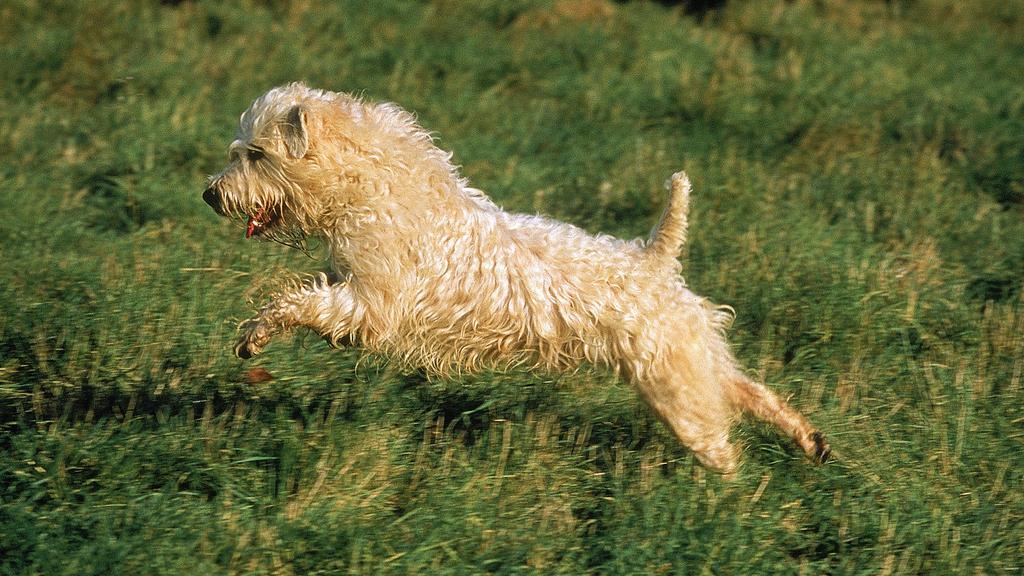 Living Environment Adaptability icon