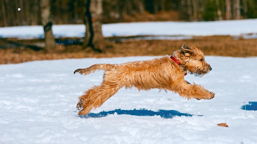 Soft Coated Wheaten Terrier
