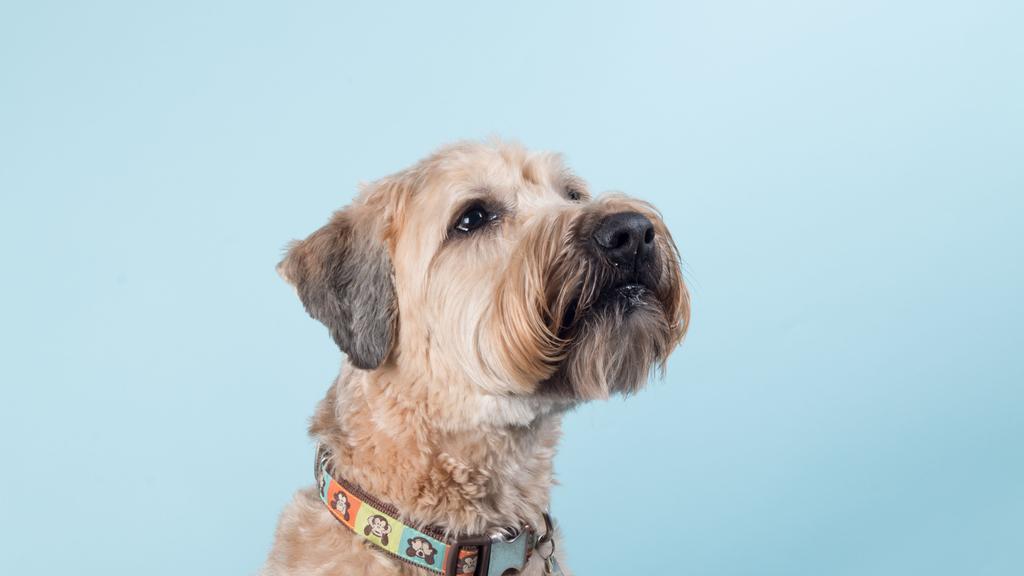 Soft Coated Wheaten Terrier