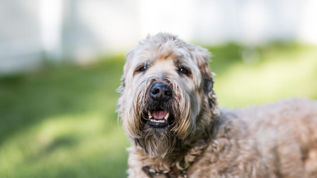 Suitability for First-Time vs. Experienced Owners icon