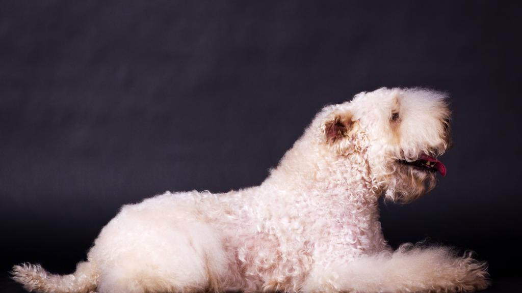 Soft Coated Wheaten Terrier