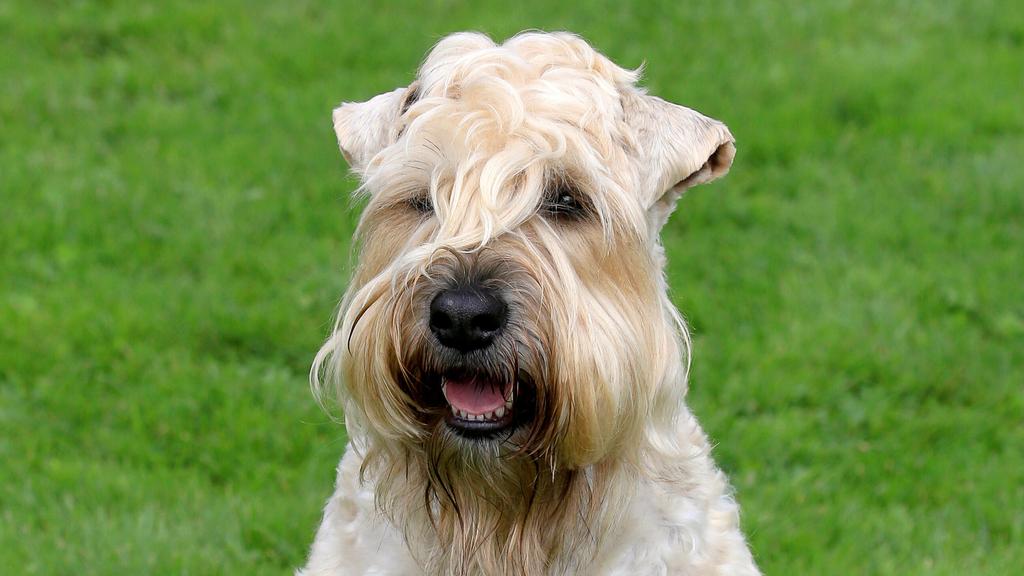 Soft Coated Wheaten Terrier