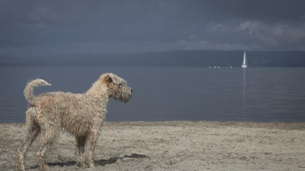 Soft Coated Wheaten Terrier