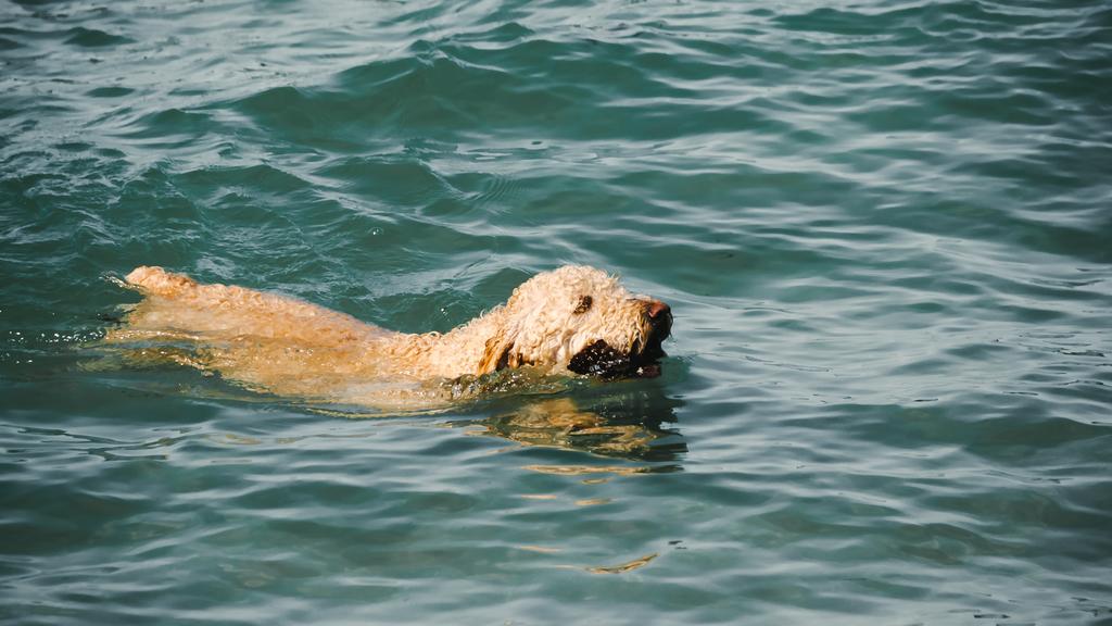 Basic Information icon