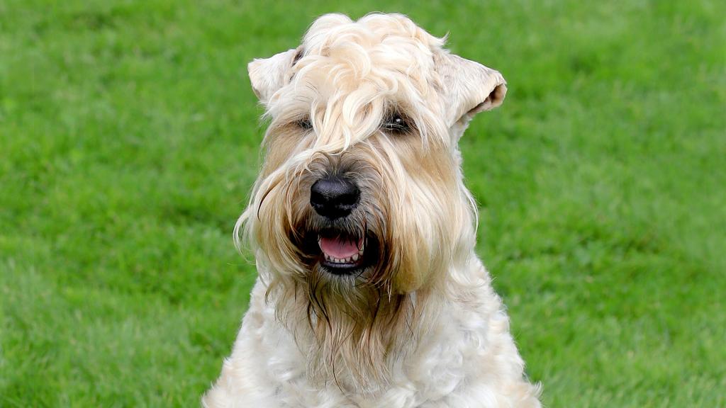 Soft Coated Wheaten Terrier