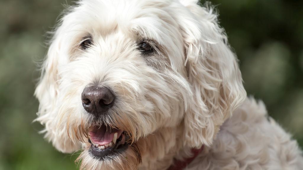 Exercise & Activity Needs icon