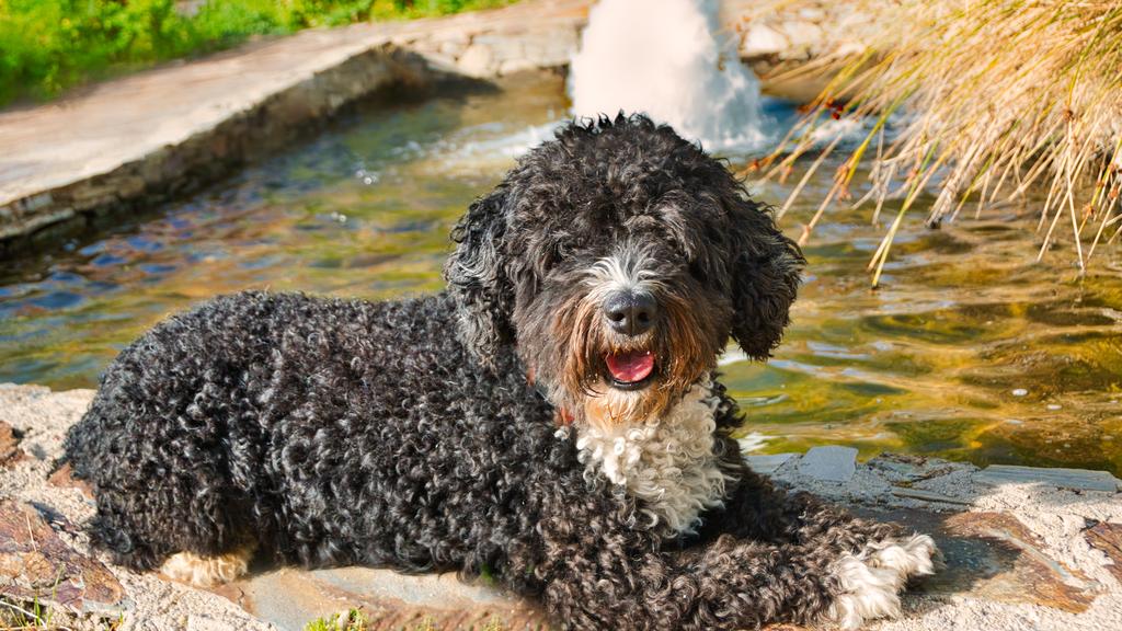 Adoption vs. Breeder Considerations icon