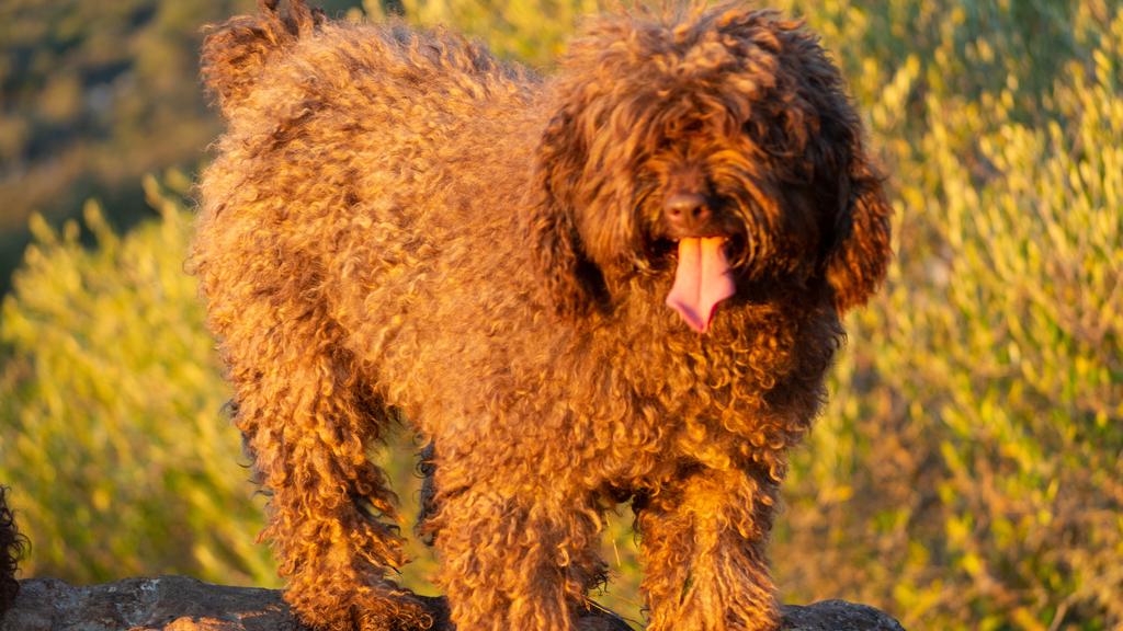 Grooming & Health icon