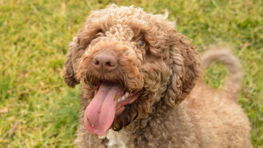 Exercise & Activity Needs icon