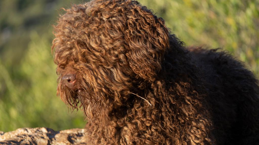 Spanish Water Dog