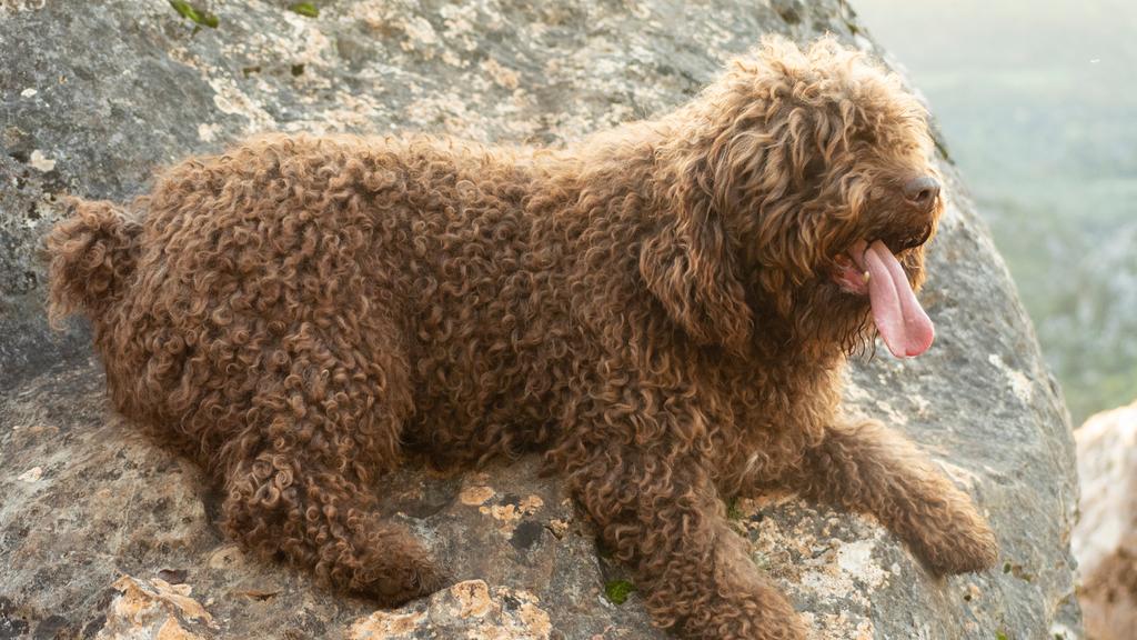 Spanish Water Dog