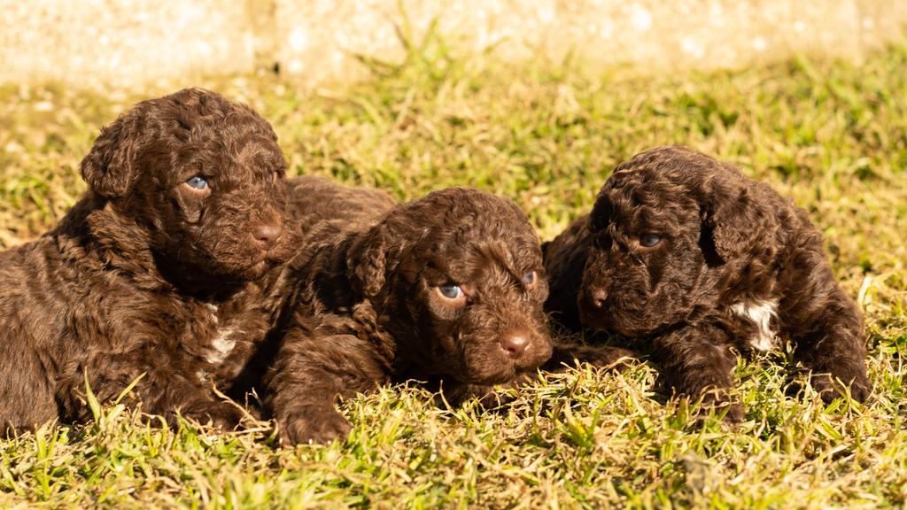 Basic Information icon