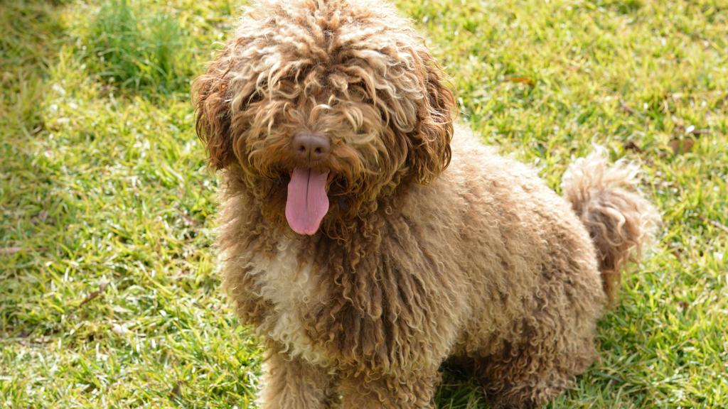 Spanish Water Dog