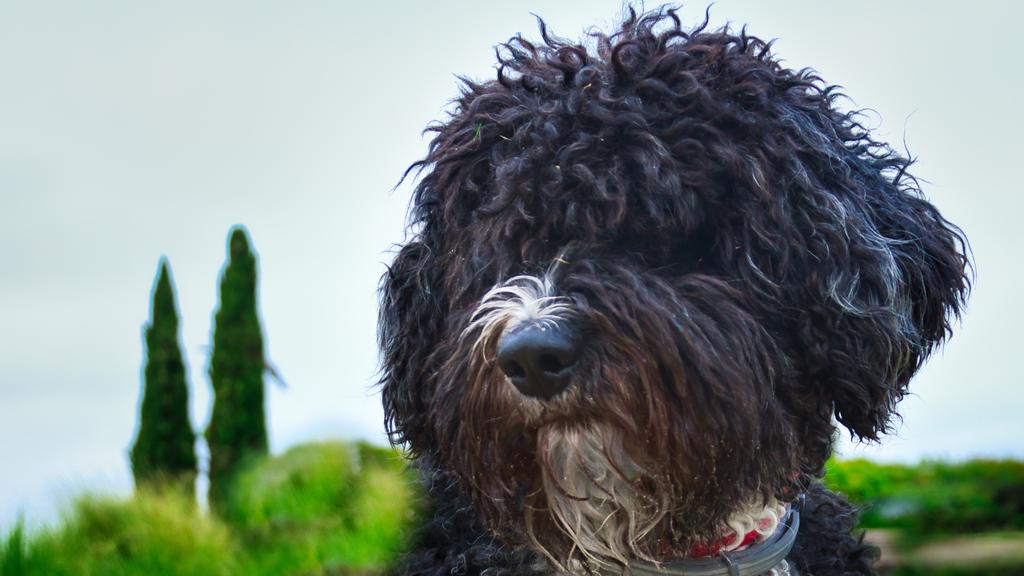 Spanish Water Dog