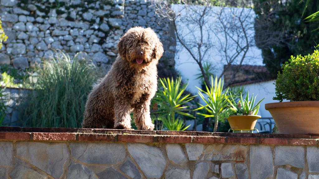 Spanish Water Dog