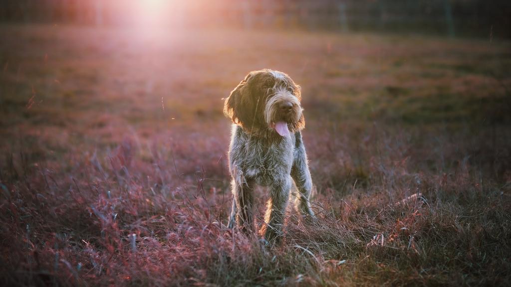 Basic Information icon