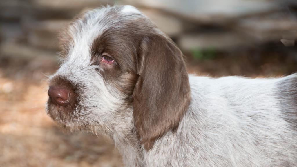 Living Environment Adaptability icon