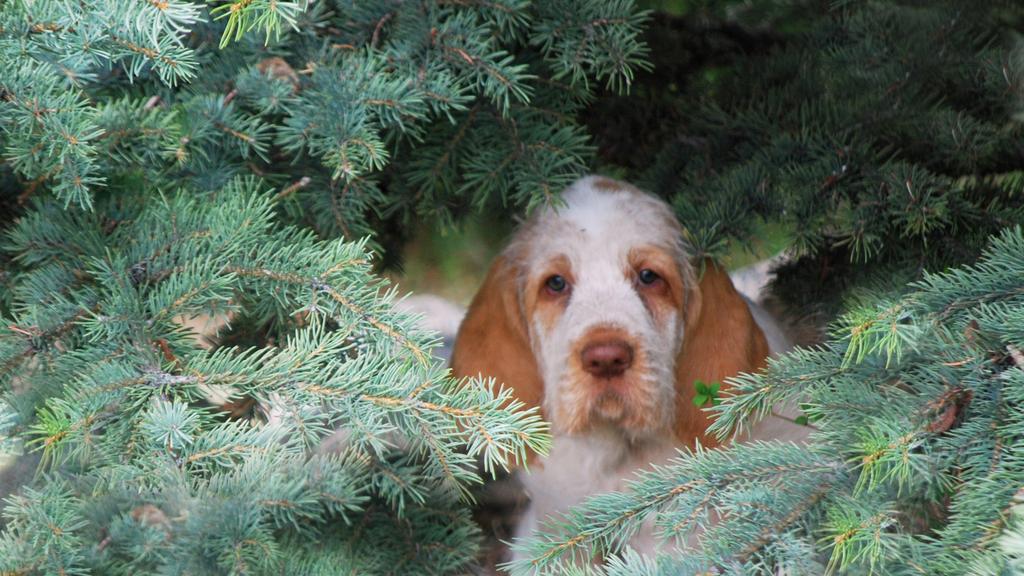 Adoption vs. Breeder Considerations icon