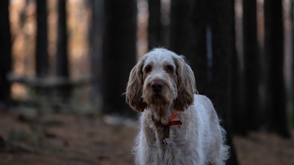 Spinone Italiano