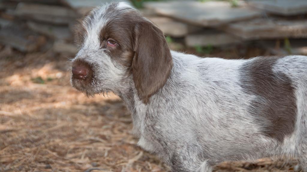 Living Environment Adaptability icon