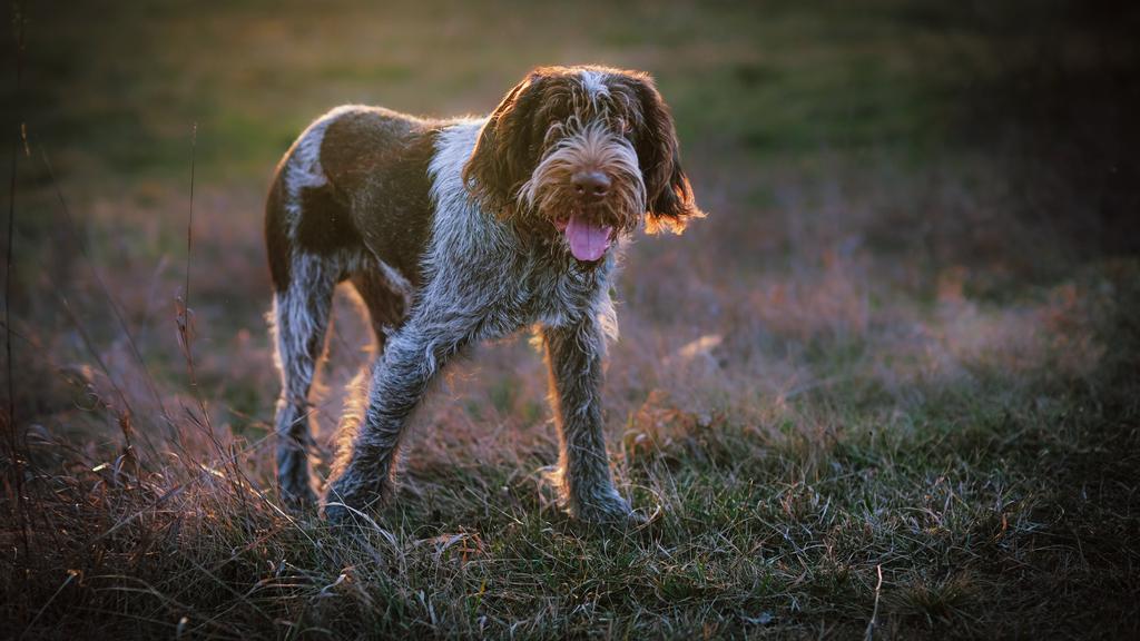 Spinone Italiano