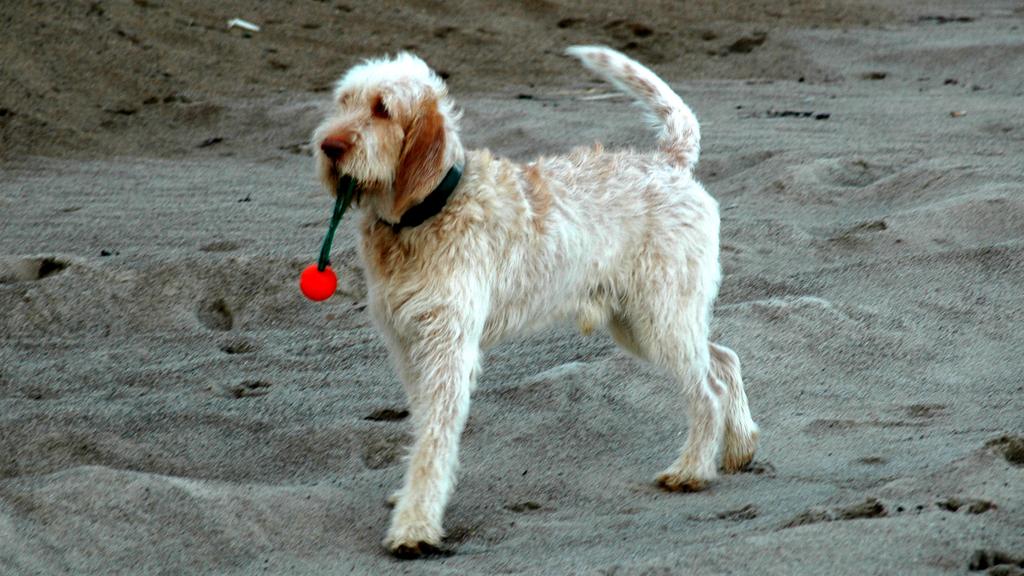 Suitability for First-Time vs. Experienced Owners icon