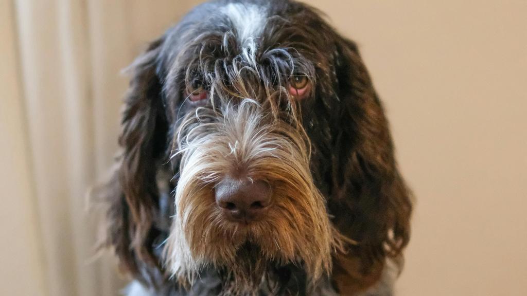 Spinone Italiano
