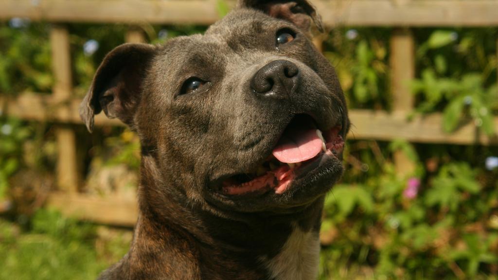 Staffordshire Bull Terrier