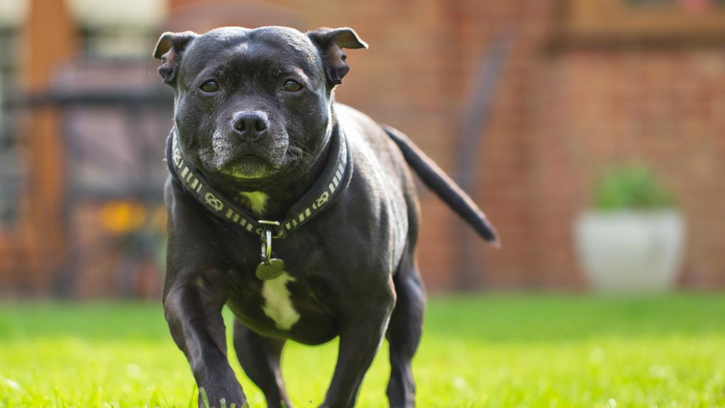 Basic Information icon