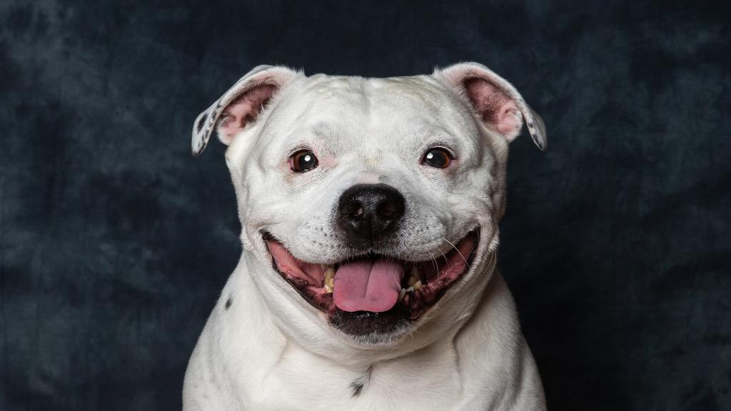 Staffordshire Bull Terrier